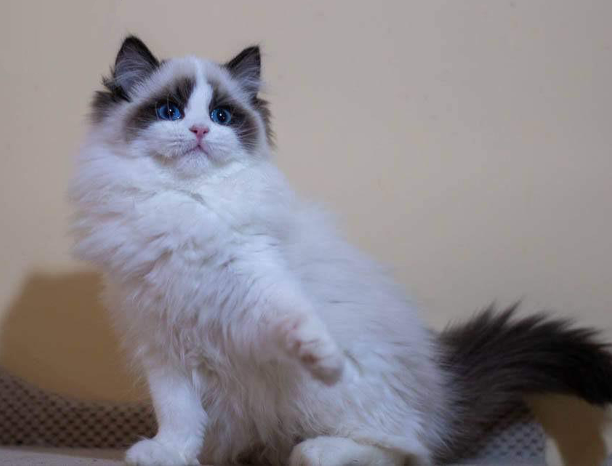 Matriz Ragdoll - Belize Maszkotka