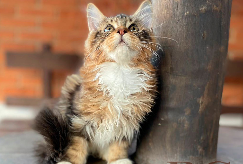 Maine Coon Tamanho e Peso: Até quantos quilos cresce o maior gato do mundo?