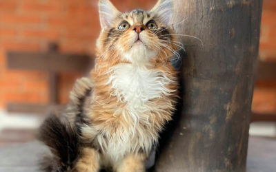 Maine Coon Tamanho e Peso: Até quantos quilos cresce o maior gato do mundo?