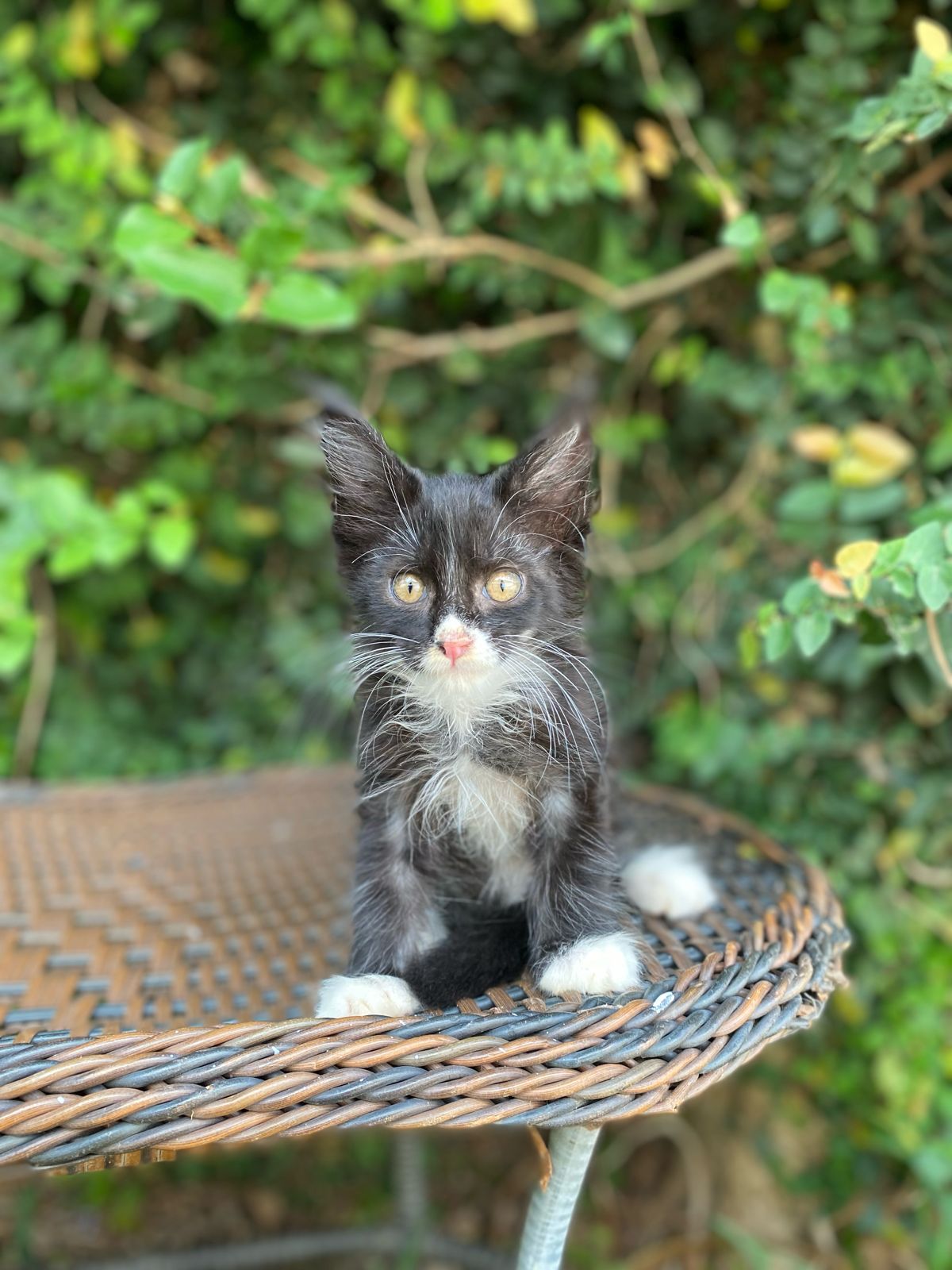 Gatinho filhote de maine coon