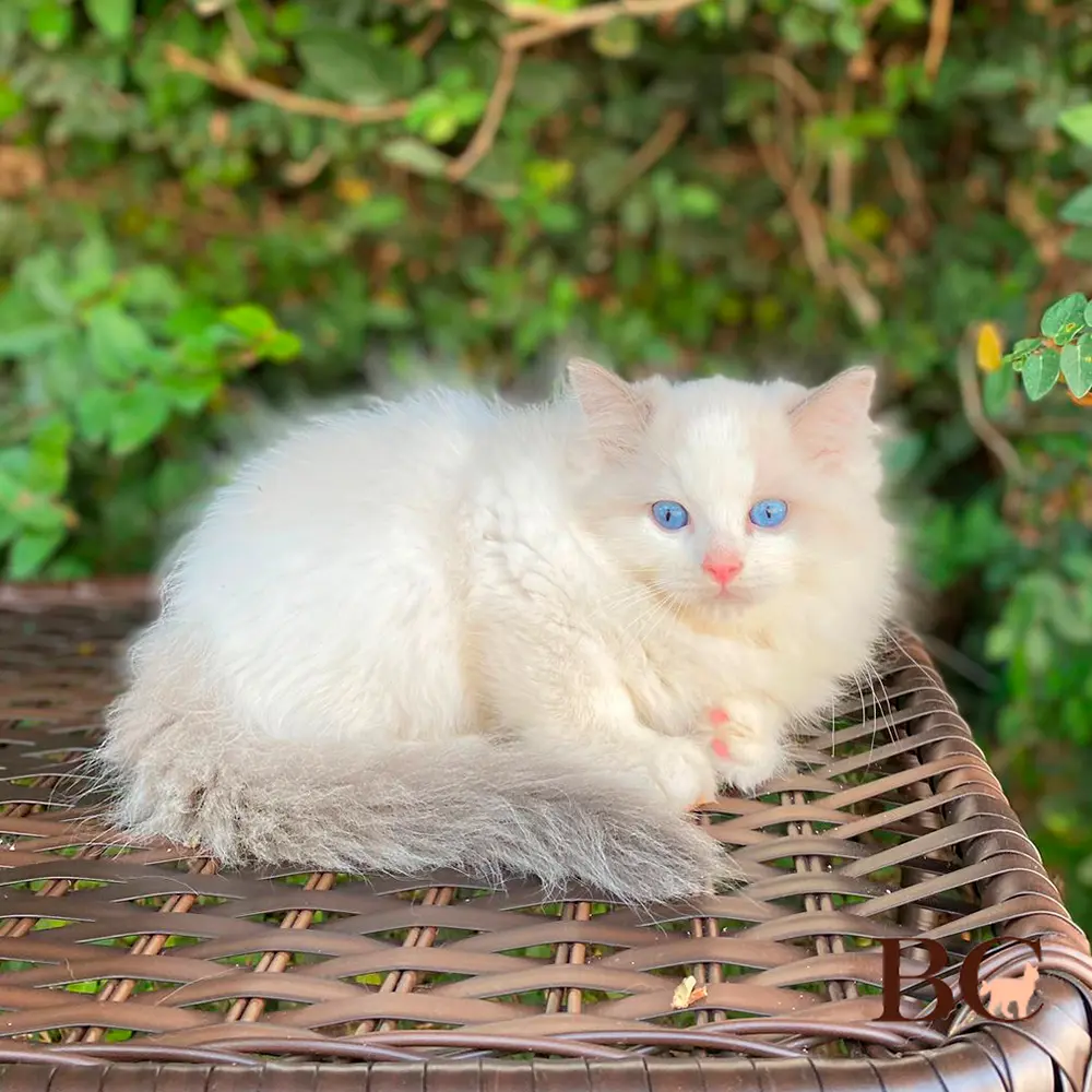 Filhotes de Gatos Ragdoll