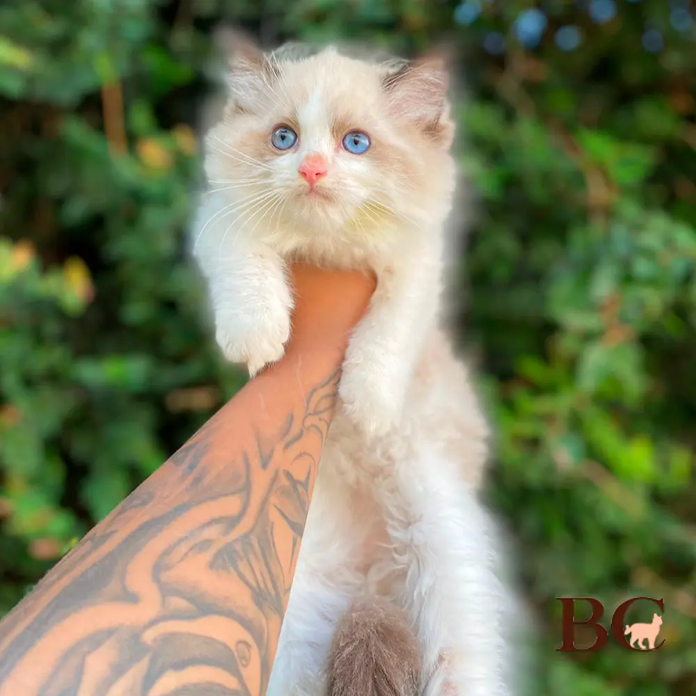 Filhotes de Gatos Ragdoll