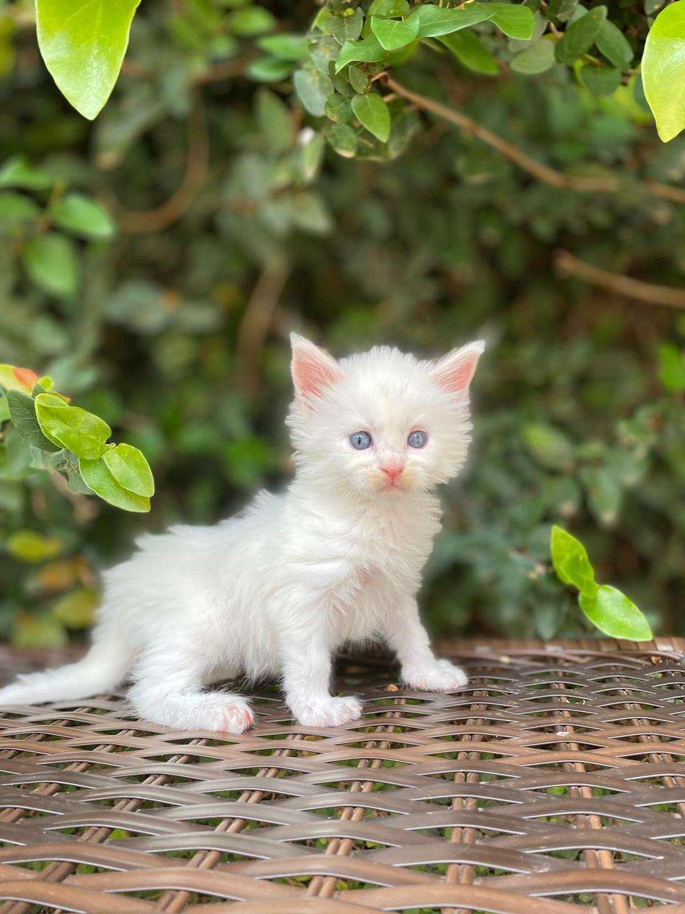 Filhotes de Gatos Ragdoll