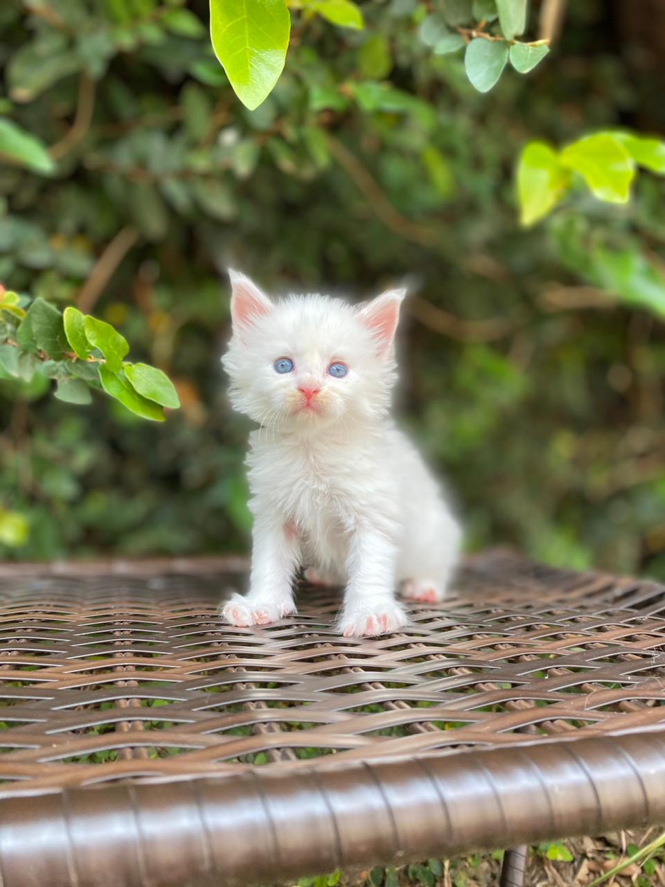 Filhotes de Gatos Ragdoll