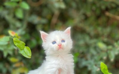 Temperamento do Gato Maine Coon: Eles são realmente gentis com crianças e outros pets?