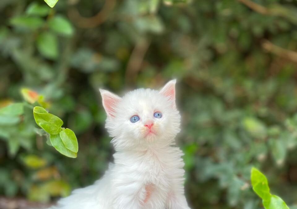 Temperamento do Gato Maine Coon: Eles são realmente gentis com crianças e outros pets?