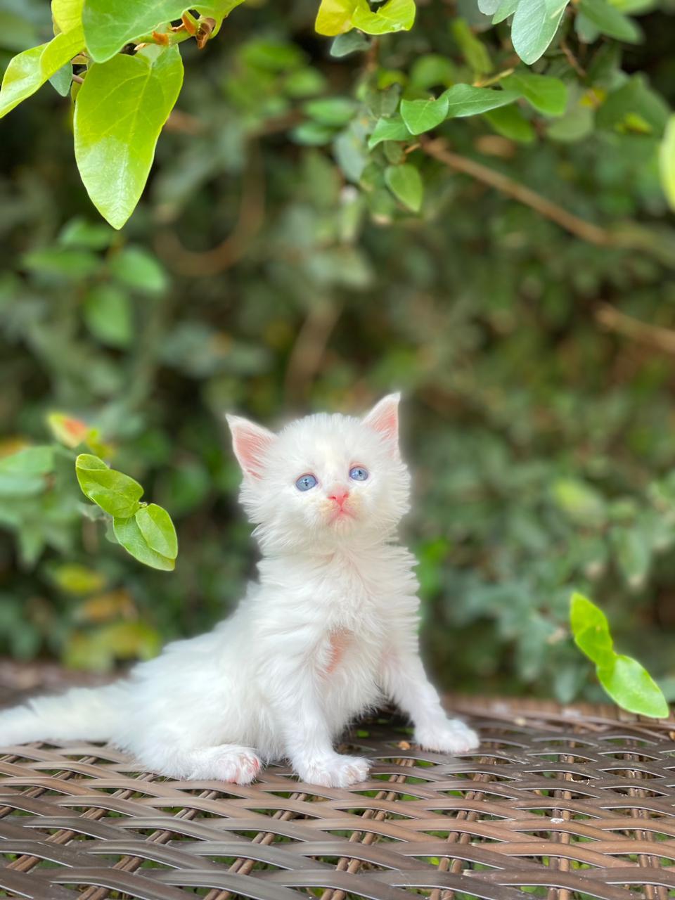 Filhote a Venda Gato Raça Ragdoll Macho