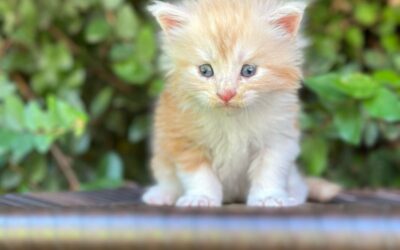 Maine Coon Companheiro: O Verdadeiro “Gato-Cachorro” que Ama a Sua Família