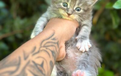 Como Escolher um Filhote de Maine Coon Saudável e Legítimo: Visite o Nosso Gatil